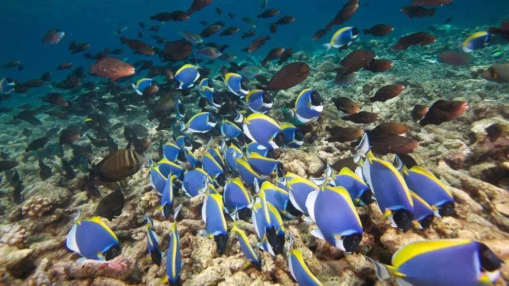 Hurawalhi Marine Biology Center
