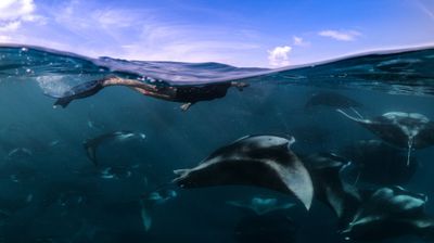Scuba Diving