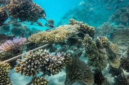 Coral Propagation Project