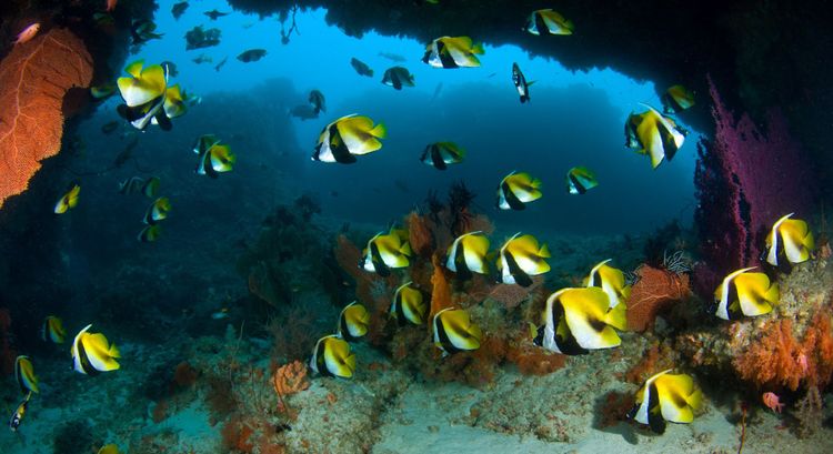 Diamonds Thudufushi