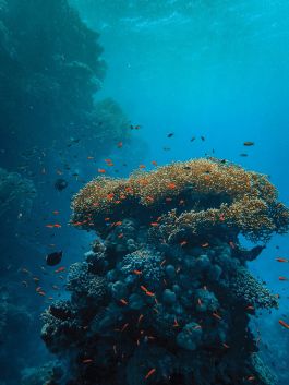 Diving