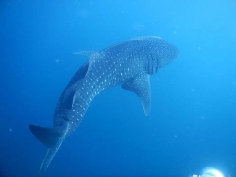 Vilamendhoo Island Resort and Spa