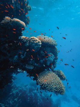 Diving