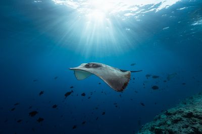 Diving