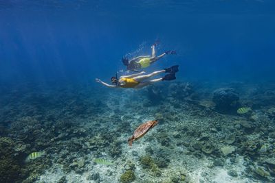 Meet the Sea Turtles