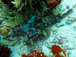 Diving