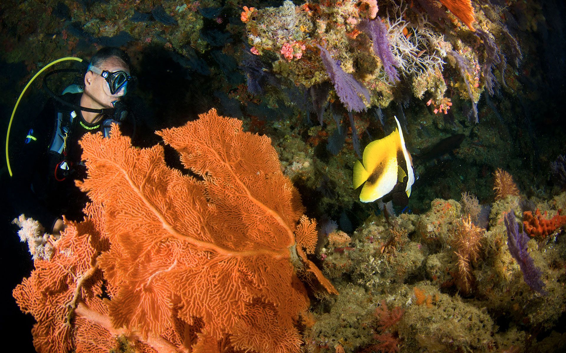 Learn to DIVE in the Maldives