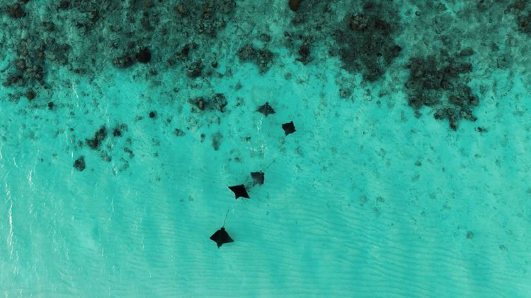 Constance Moofushi