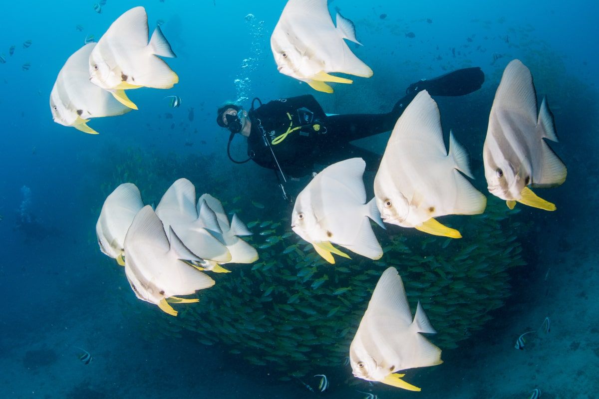 Diving