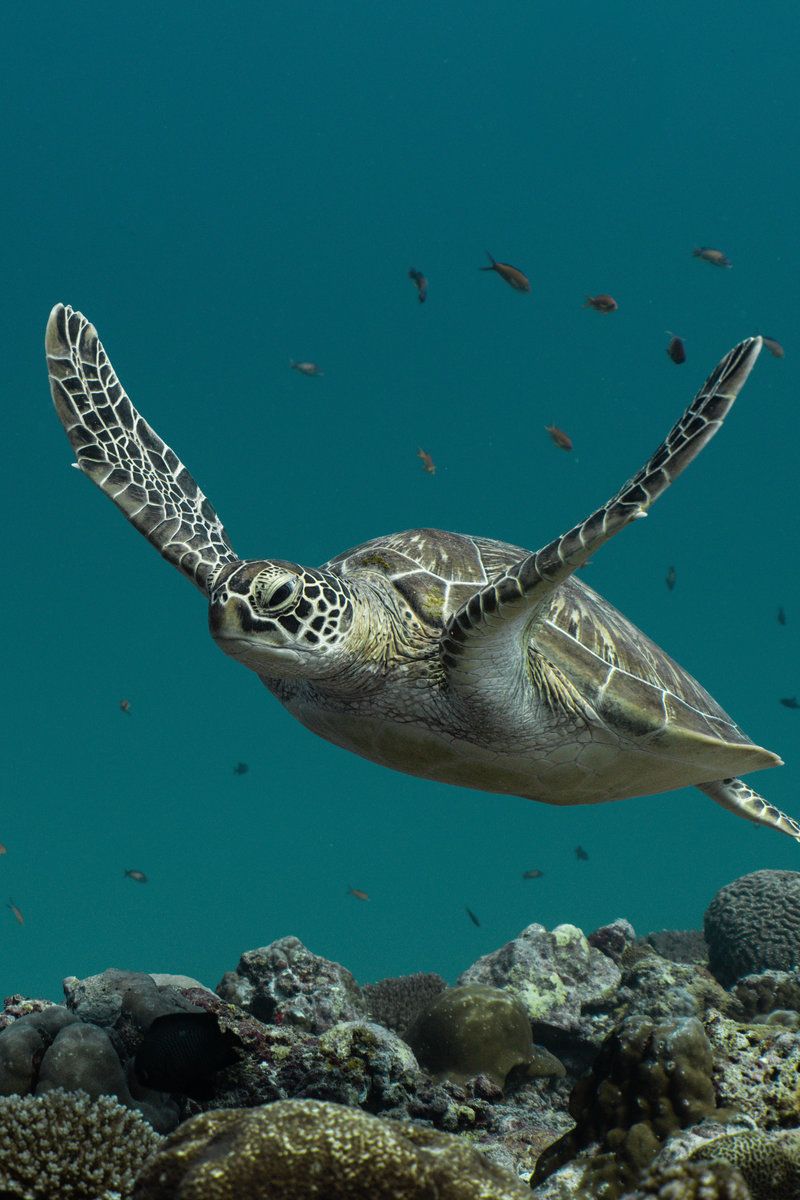 Diving