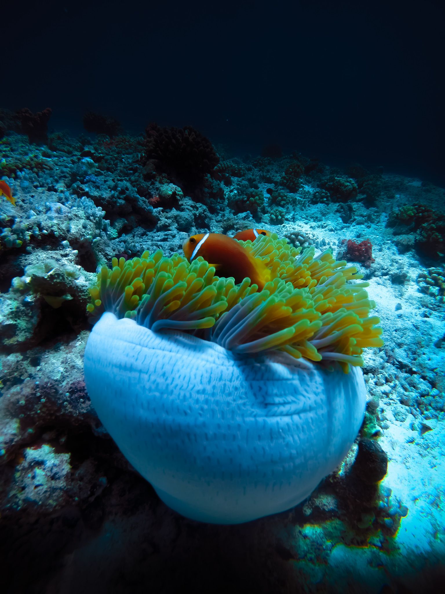 Snorkeling