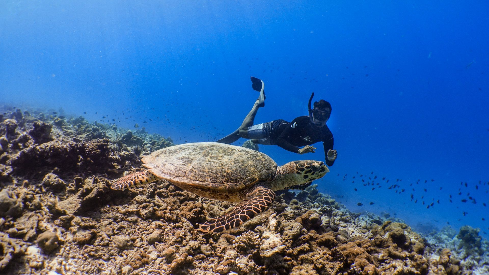 Snorkelling