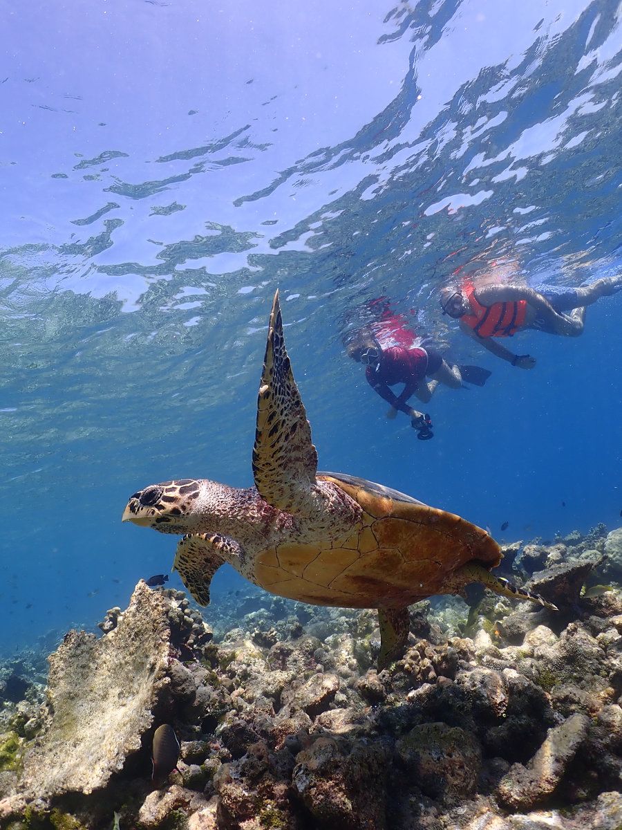 Diving