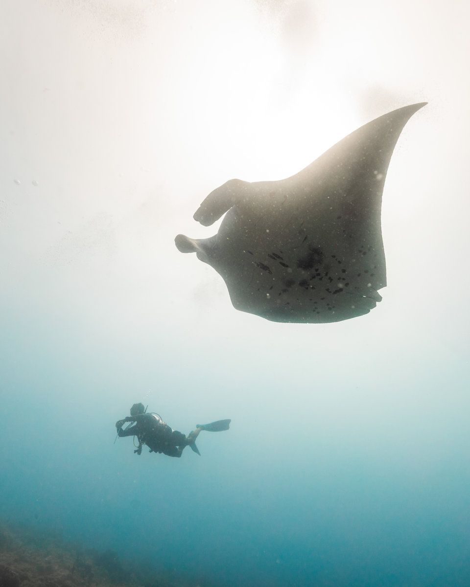 Manta Snorkelling
