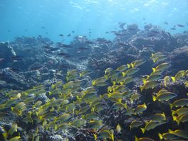 Snorkeling