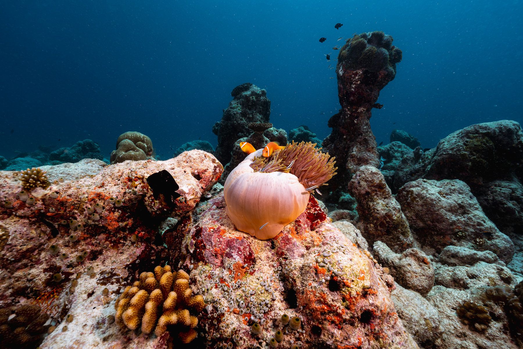 Diving