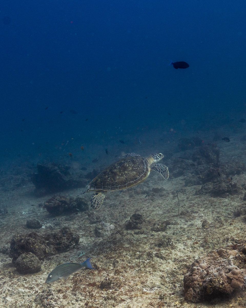 Turtle Snorkelling