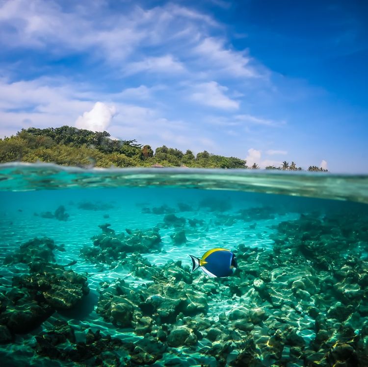 Reethi Faru Resort