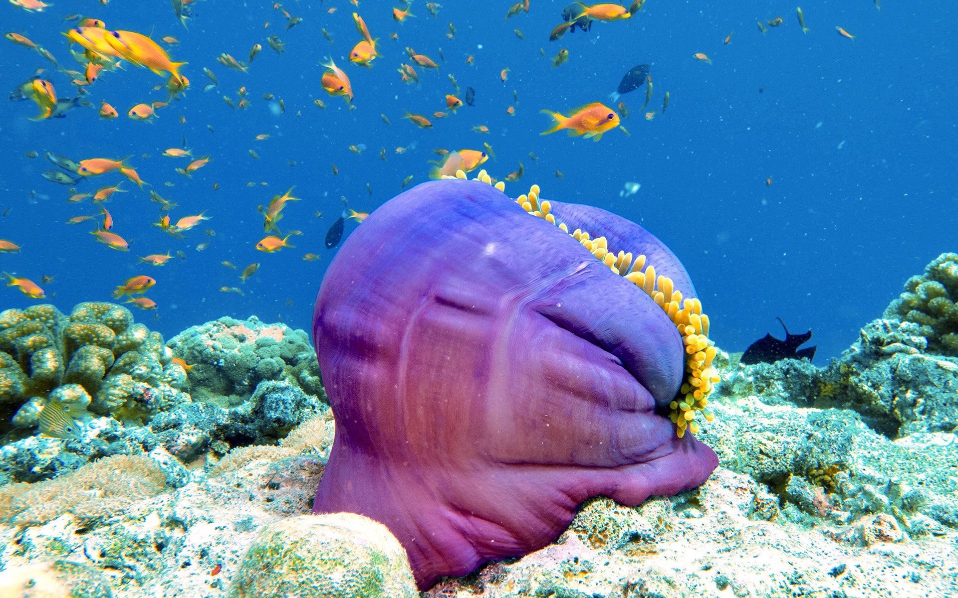 Curated Snorkel and Dive Itineraries