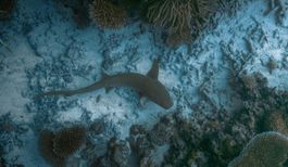 Discover the Beauty of Freediving and Meditation