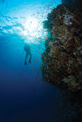 Diving