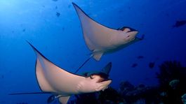 Diving