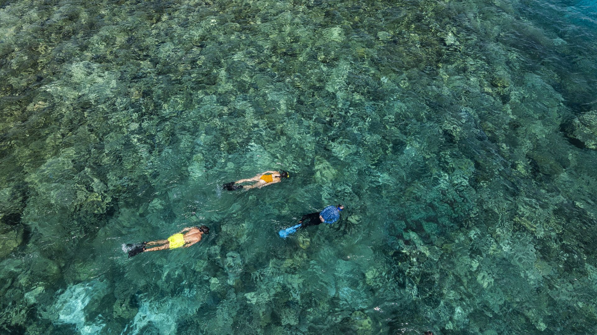 House Reef Snorkeling