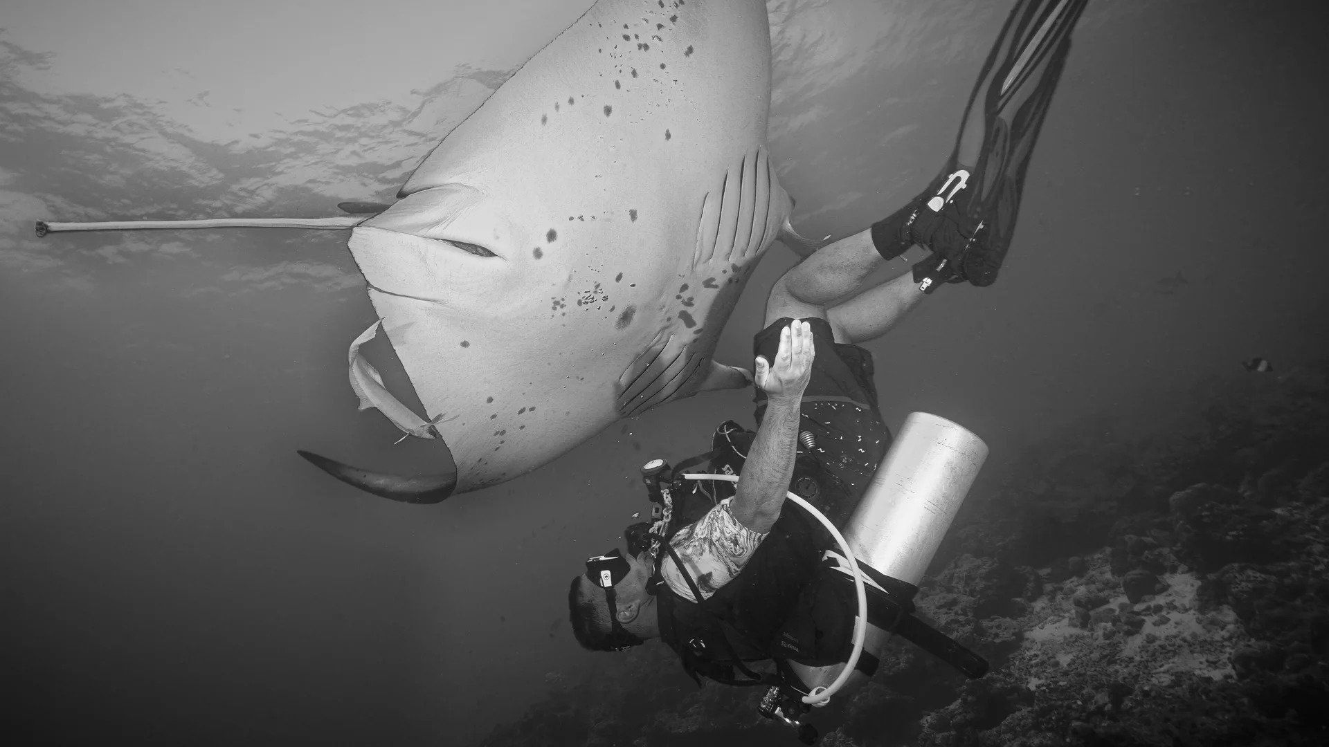 A Diver's Paradise