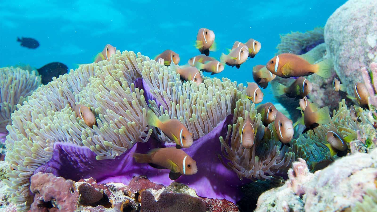 Snorkeling