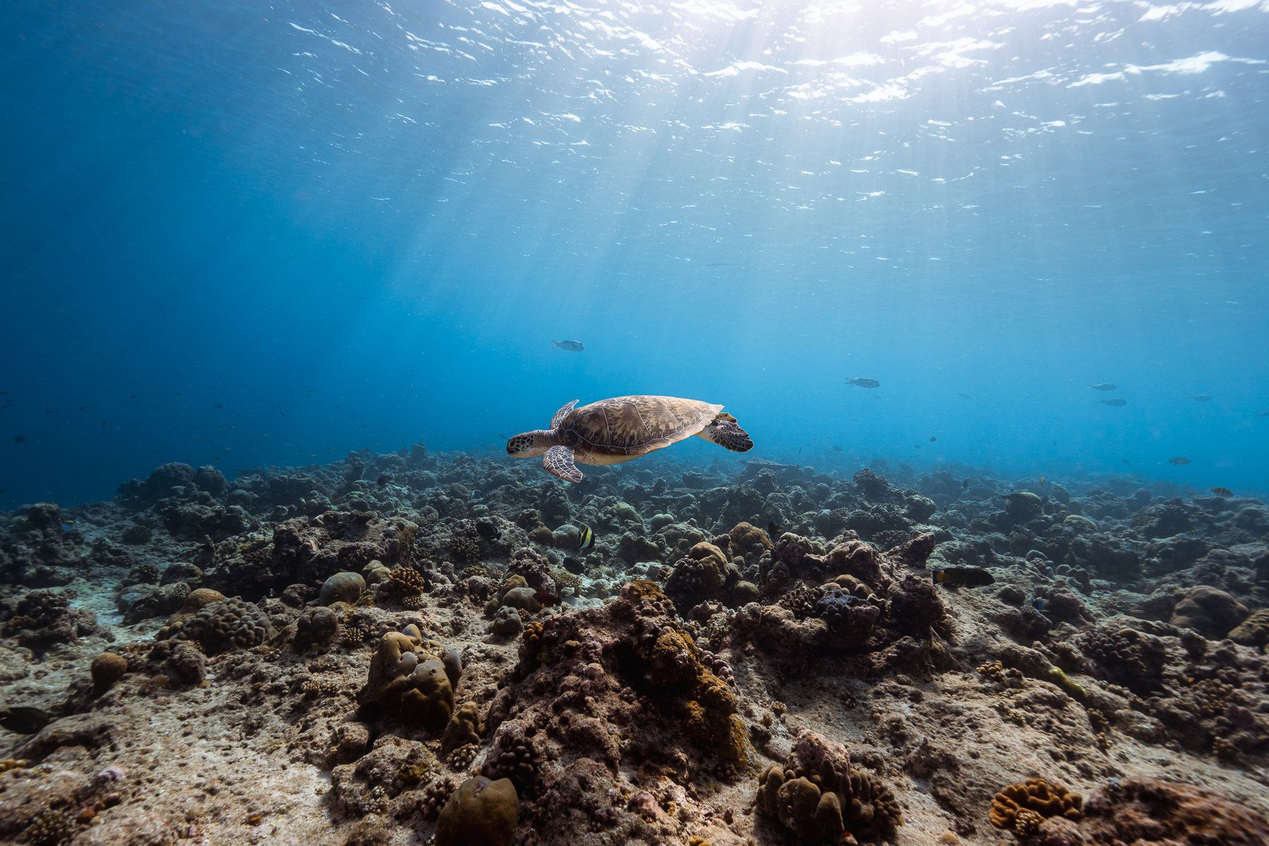 Diving