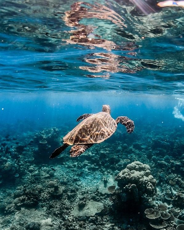 Házizátony snorkeling