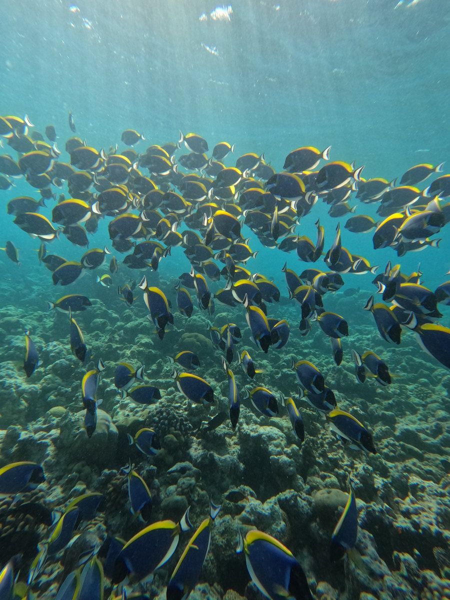Snorkeling