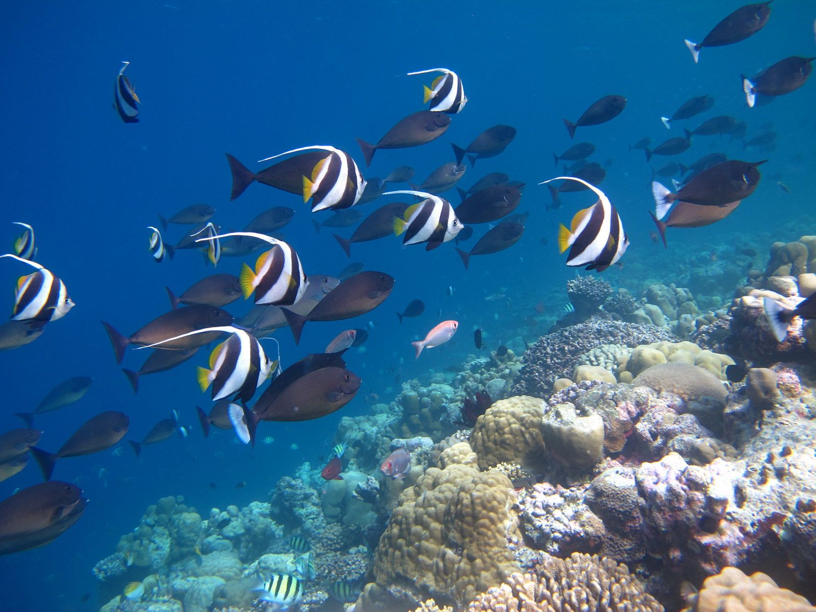 Snorkeling