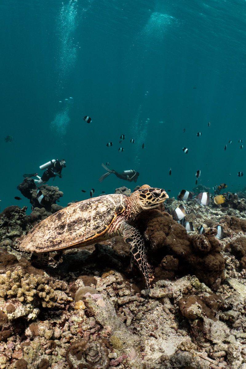 Diving