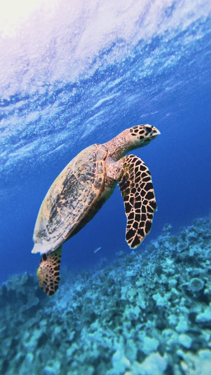 Diving