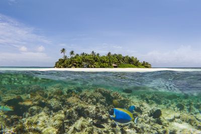 Snorkeling