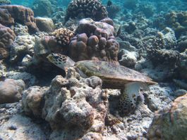 Snorkeling