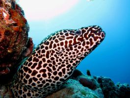 Diving