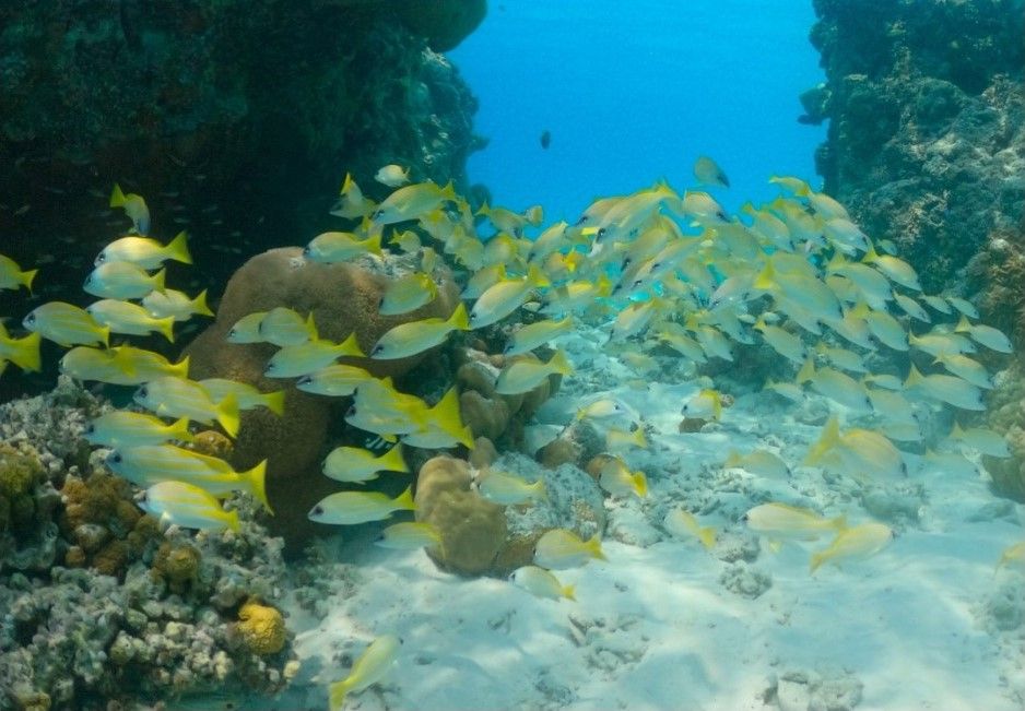 Snorkelling Speedboat Trip