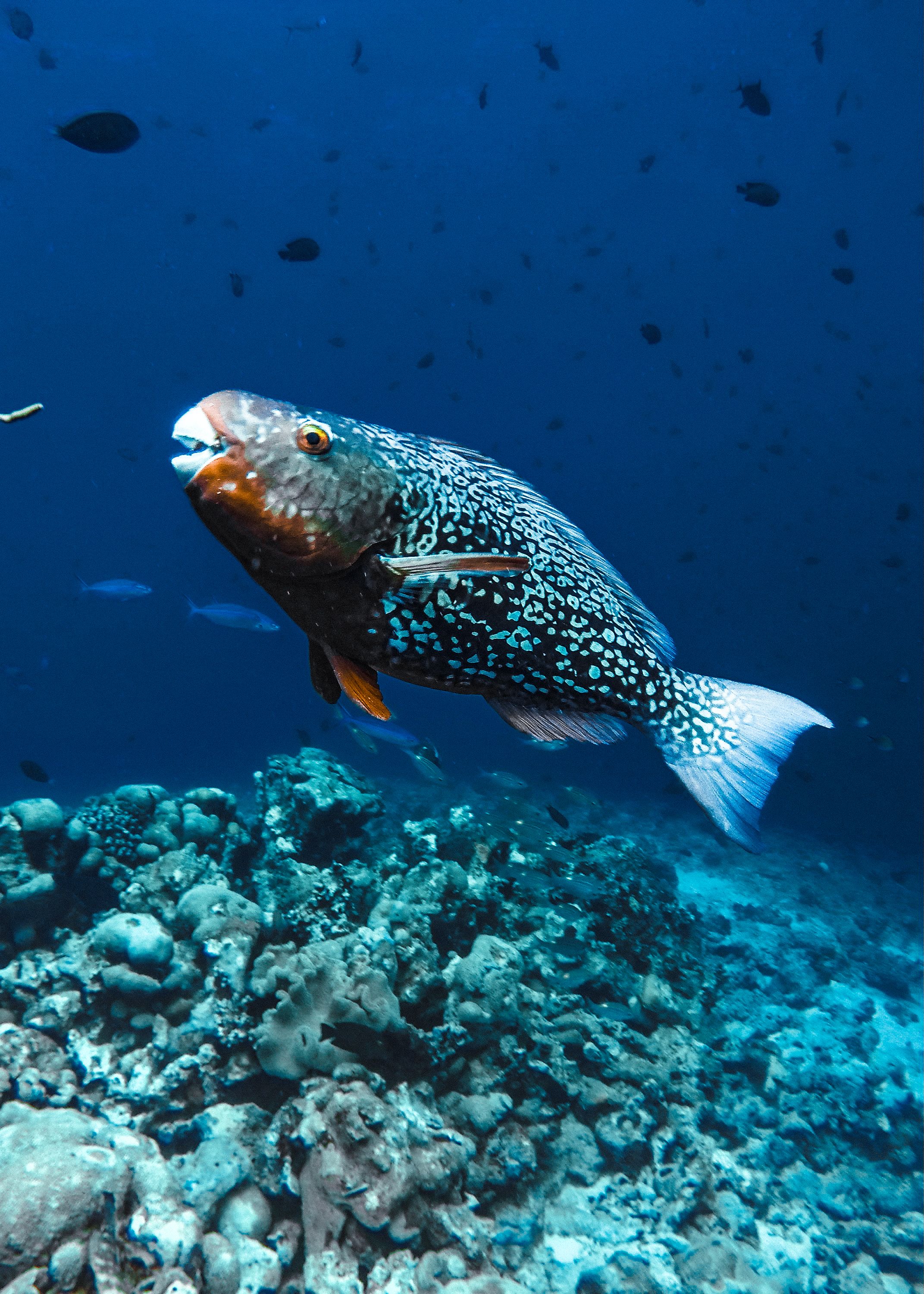 Snorkeling