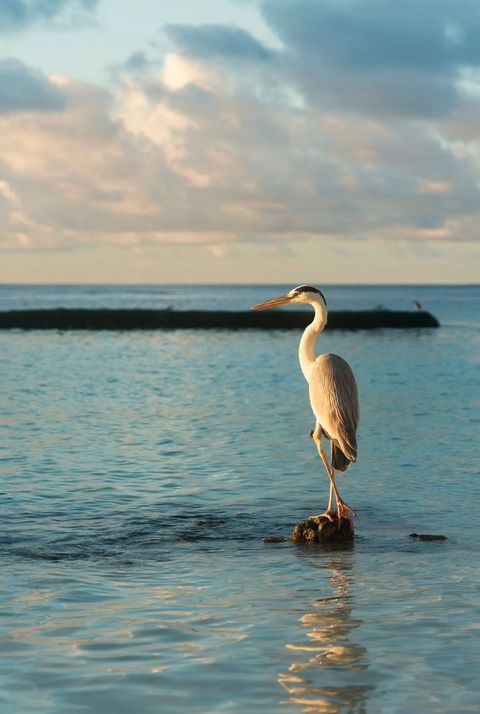 Constance Moofushi