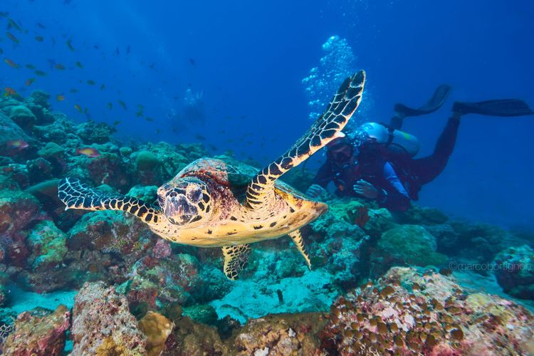 Kudafushi Maldives