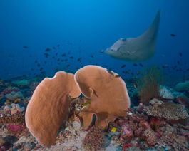 Diving