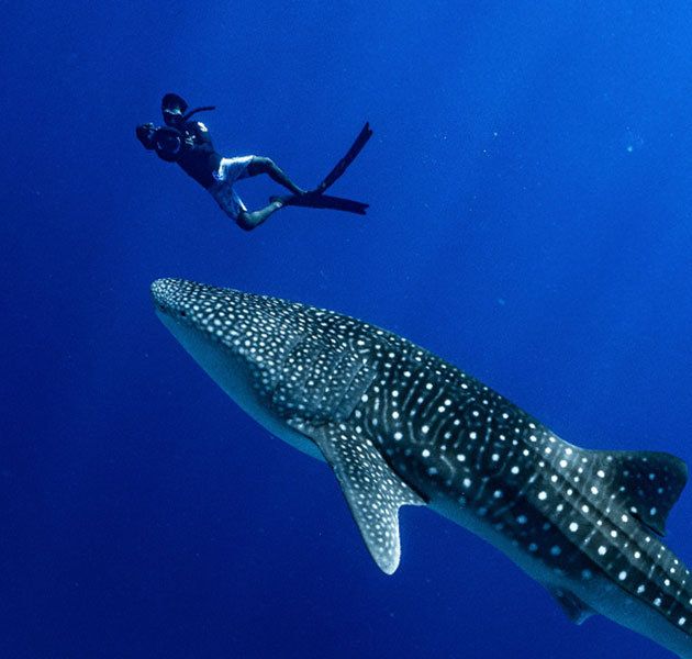 Diving