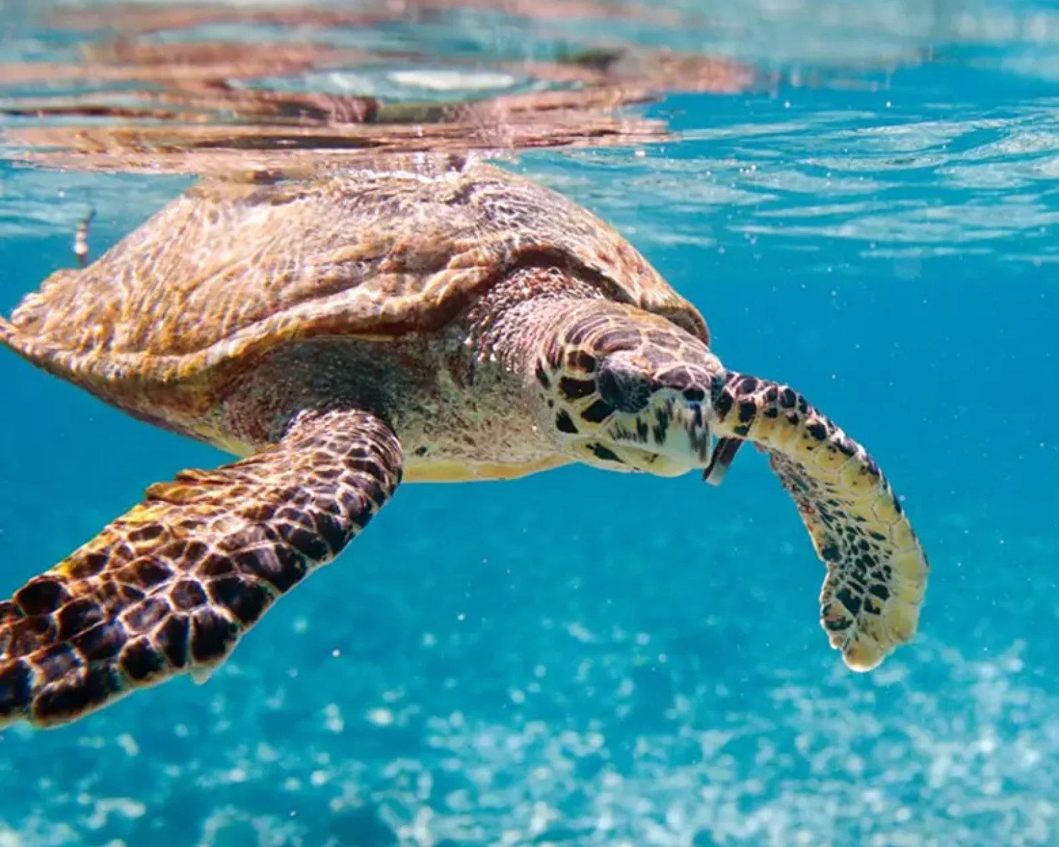 Dive & Discover