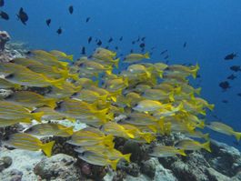 Snorkeling