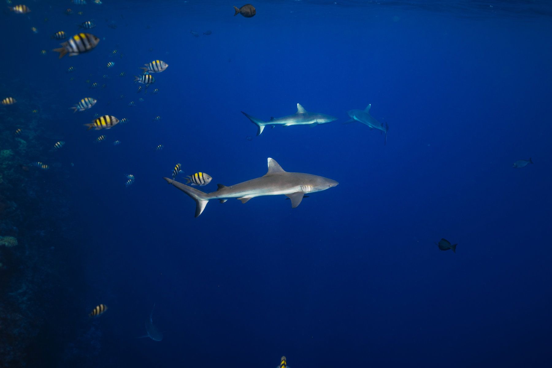 Diving