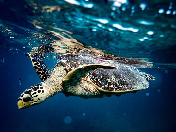 Vilamendhoo Island Resort and Spa