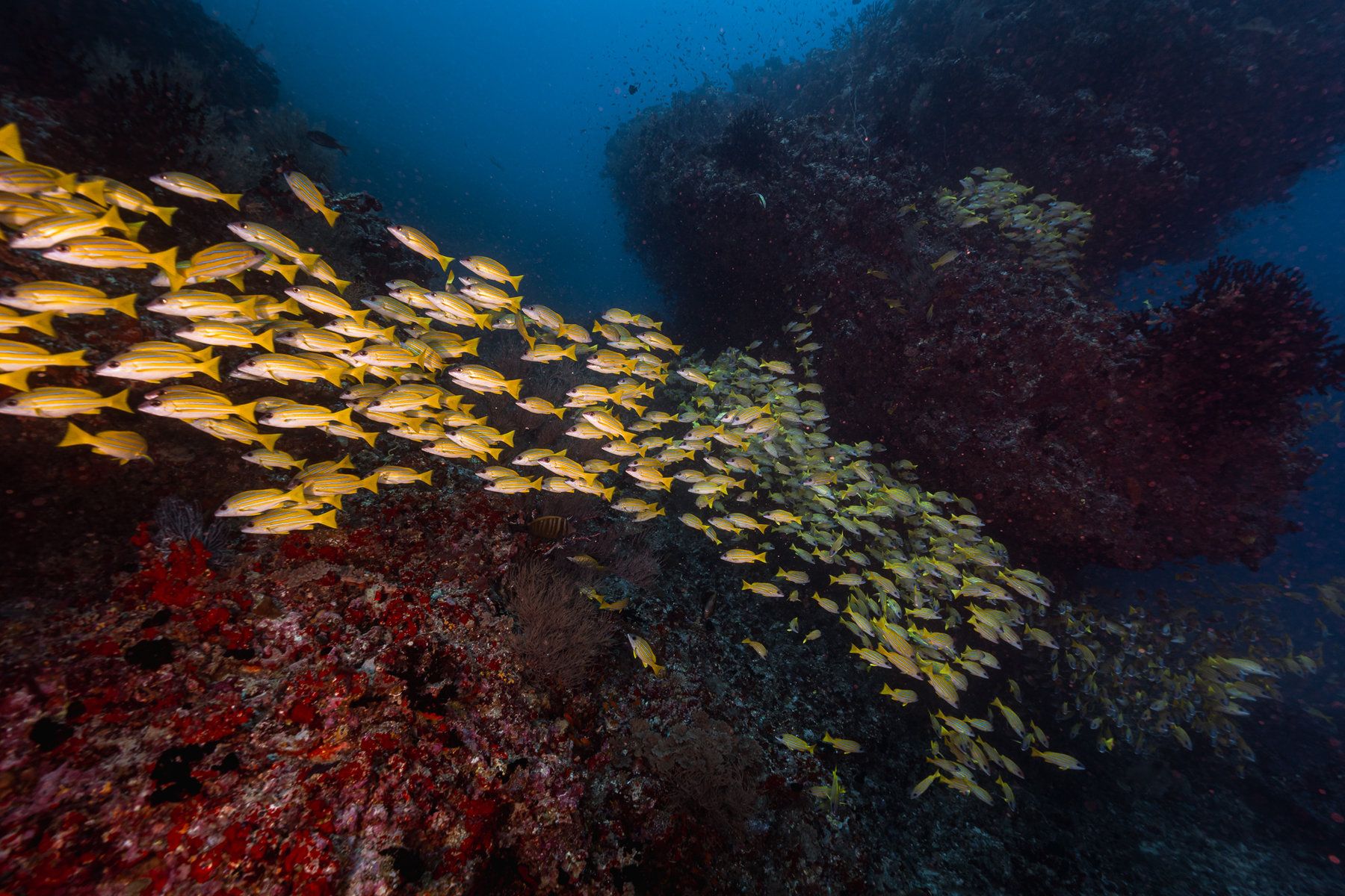 Diving