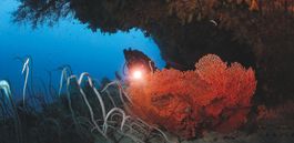 Diving